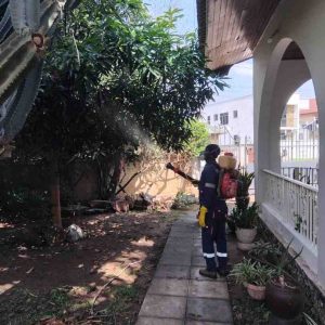 backyard-tree-fumigation